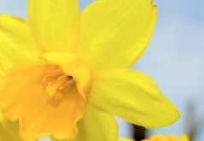 Ostergottesdienste und Onlineausstellung „Ostern in Nordschleswig“